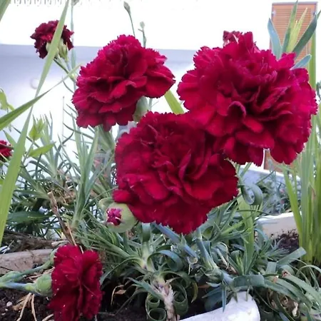 Castle View House 公寓 *