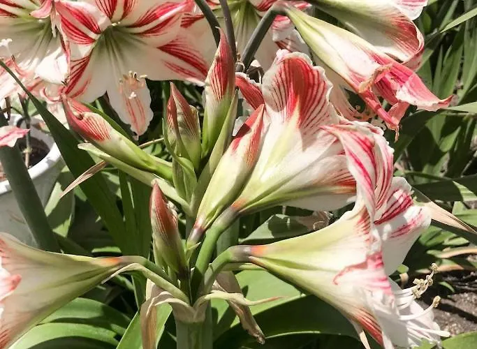 Lejlighed Castle View House *