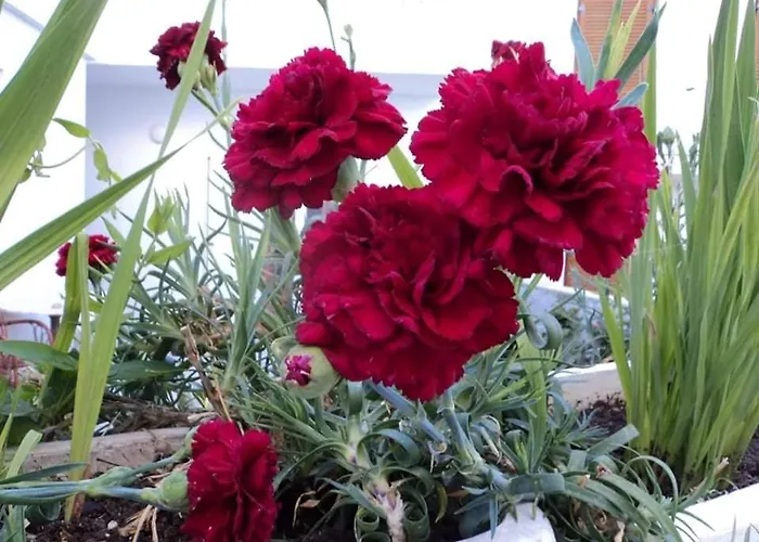 Castle View House 公寓 *